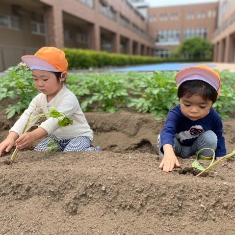 苗植え