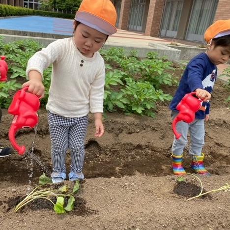 苗植え