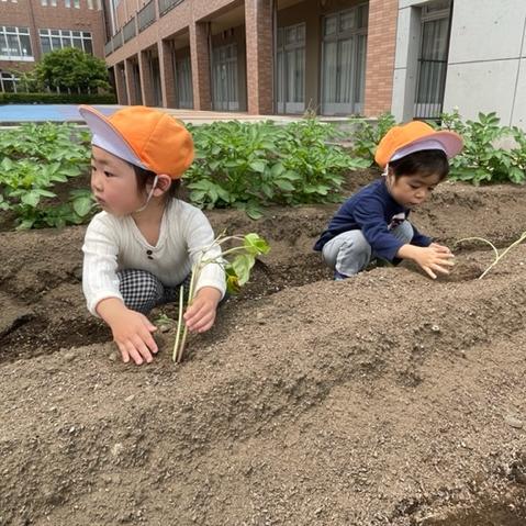 苗植え